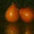 Still Life, Pastel Painting